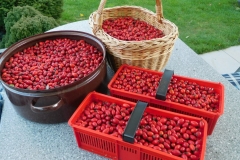 Časť z nich sa vysuší, ale väčšina sa premení na lekvár