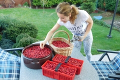 Čerstvo nazbierané šípky