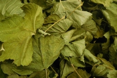 Čierna ríbezľa (list)