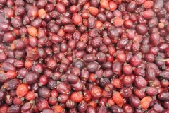 Šípky plody sušené