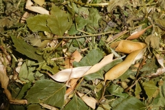 Bylinkový čaj na Diabetes