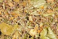 Bylinkový čaj na nervovú sústavu