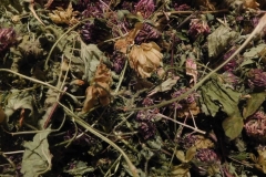 Bylinkový čaj na obdobie klimaktéria